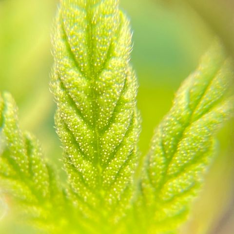 Mimosa x Orange Punch Auto growlog timeline photo