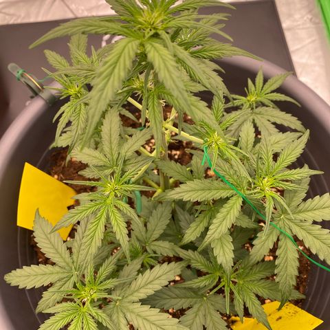 Glue Gelato Auto growlog timeline photo
