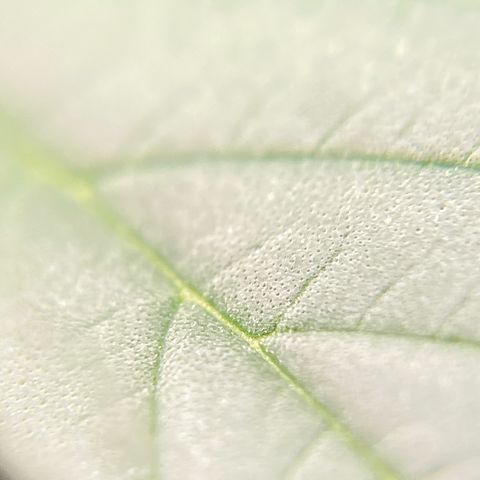 Glue Gelato Auto growlog timeline photo