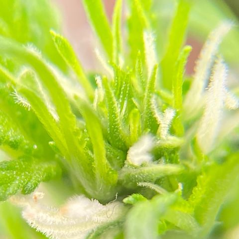 Glue Gelato Auto growlog timeline photo