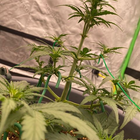 Glue Gelato Auto growlog timeline photo