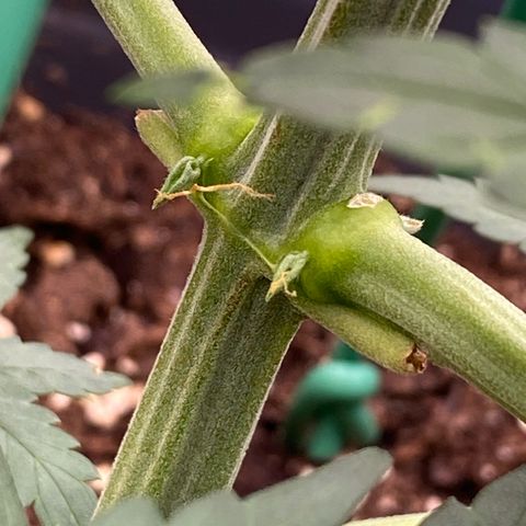 Glue Gelato Auto growlog timeline photo
