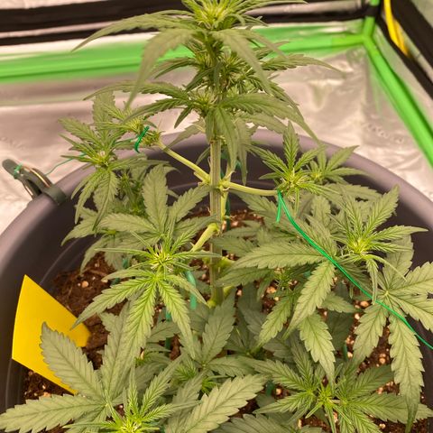 Glue Gelato Auto growlog timeline photo