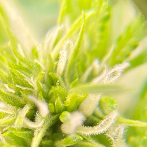 Glue Gelato Auto growlog timeline photo