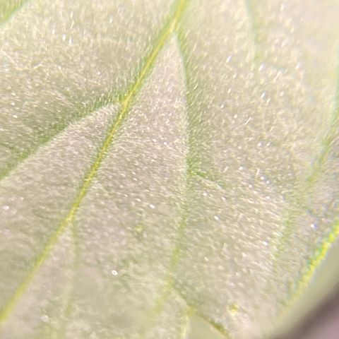Moby Dick Auto growlog timeline photo