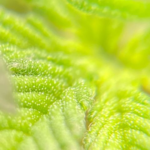 Moby Dick Auto growlog timeline photo