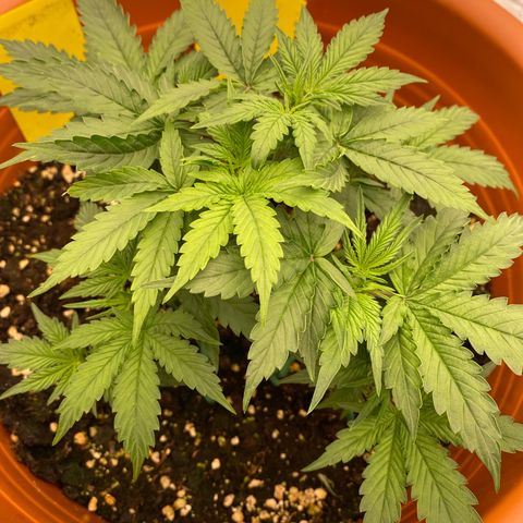 Moby Dick Auto growlog timeline photo