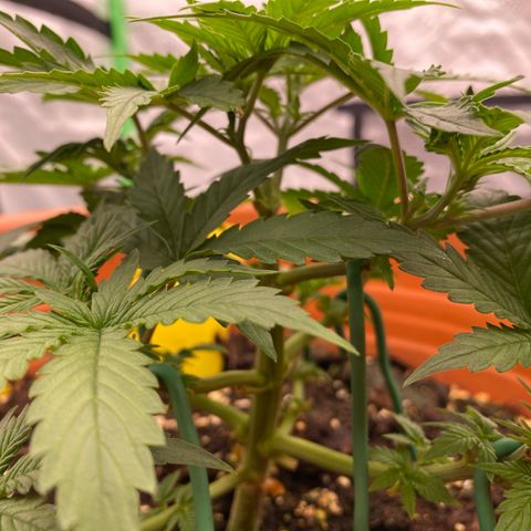 Moby Dick Auto growlog timeline photo