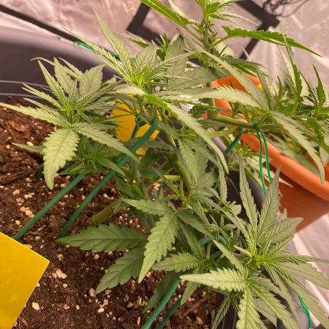 Mimosa x Orange Punch Auto growlog photo: Vor dem Schneiden 