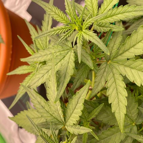 Mimosa x Orange Punch Auto growlog photo: Vor dem Schneiden 