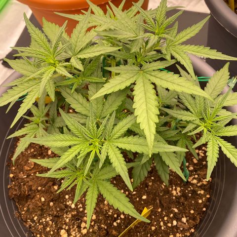 Mimosa x Orange Punch Auto growlog photo: Vor dem Schneiden 