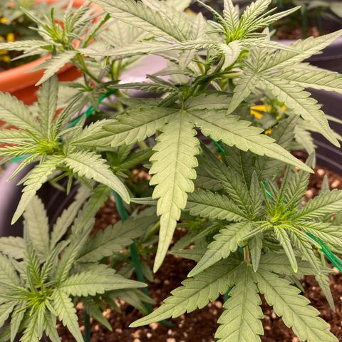 Mimosa x Orange Punch Auto growlog photo: Vor dem Schneiden 