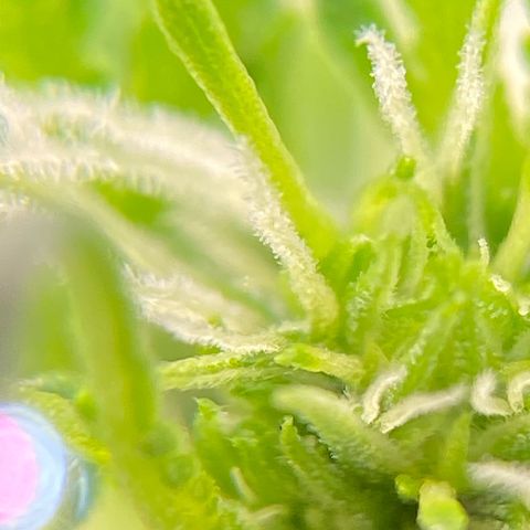 Glue Gelato Auto growlog photo: Vor dem schneiden 