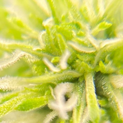 Glue Gelato Auto growlog photo: Vor dem schneiden 
