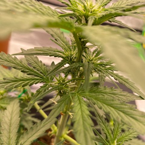 Glue Gelato Auto growlog photo: Vor dem schneiden 