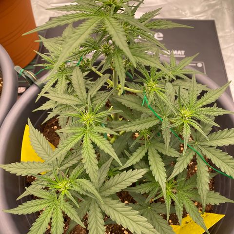 Glue Gelato Auto growlog photo: Vor dem schneiden 