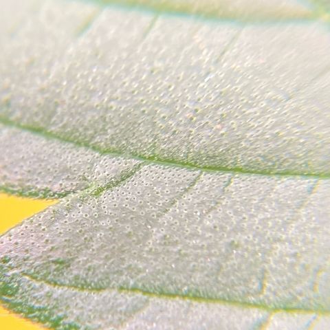 Glue Gelato Auto growlog photo: Vor dem schneiden 