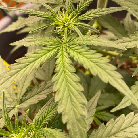 Glue Gelato Auto growlog photo: Vor dem schneiden 