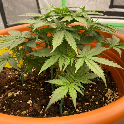 Moby Dick Auto growlog photo: Vor dem schneiden 