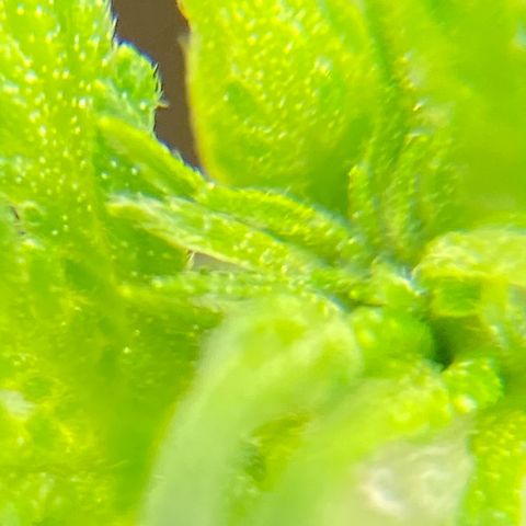 Moby Dick Auto growlog photo: Vor dem schneiden 