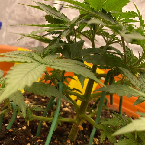 Moby Dick Auto growlog photo: Vor dem schneiden 