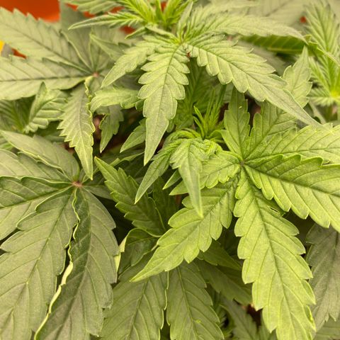 Moby Dick Auto growlog photo: Vor dem schneiden 