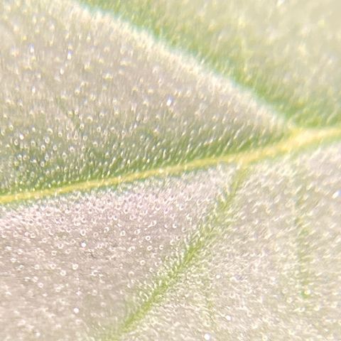 Moby Dick Auto growlog photo: Vor dem schneiden 