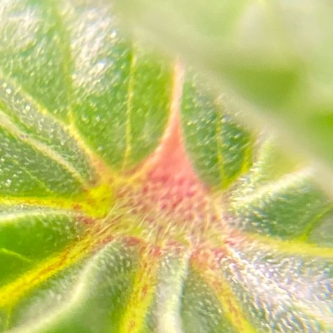Moby Dick Auto growlog photo: Vor dem schneiden 