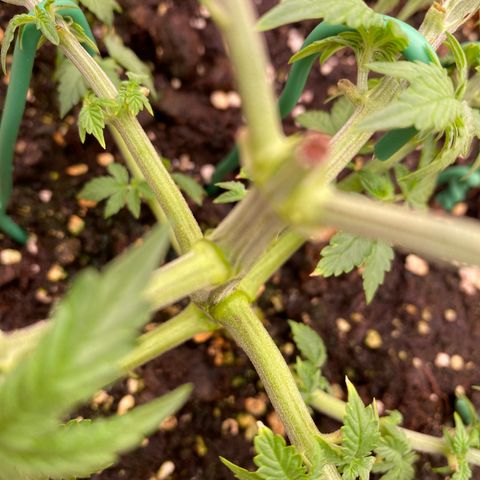 Moby Dick Auto growlog photo: Nach dem LST und schneiden 