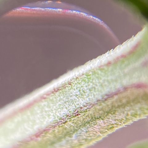 Moby Dick Auto growlog photo: Nach dem LST und schneiden 
