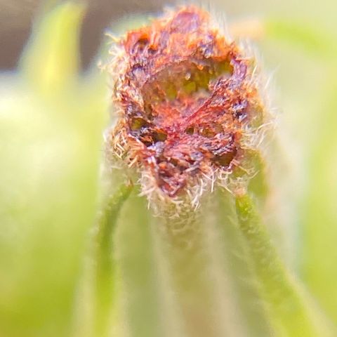 Moby Dick Auto growlog photo: Nach dem LST und schneiden 