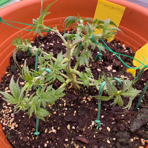 Moby Dick Auto growlog photo: Nach dem LST und schneiden 