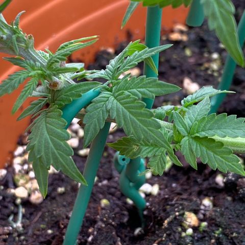 Moby Dick Auto growlog photo: Nach dem LST und schneiden 