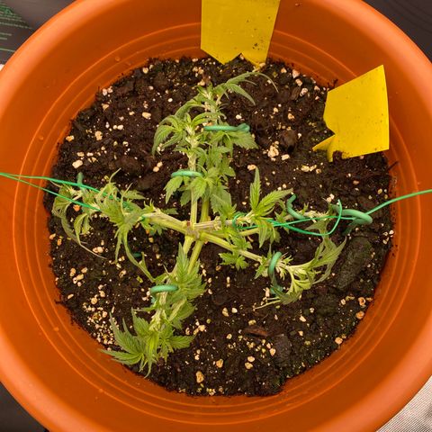 Moby Dick Auto growlog photo: Nach dem LST und schneiden 