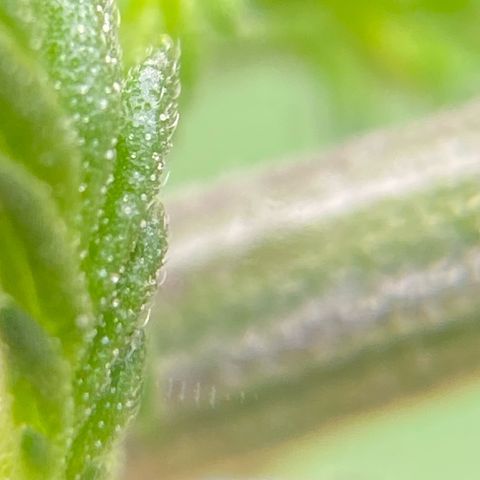 Moby Dick Auto growlog photo: Nach dem LST und schneiden 