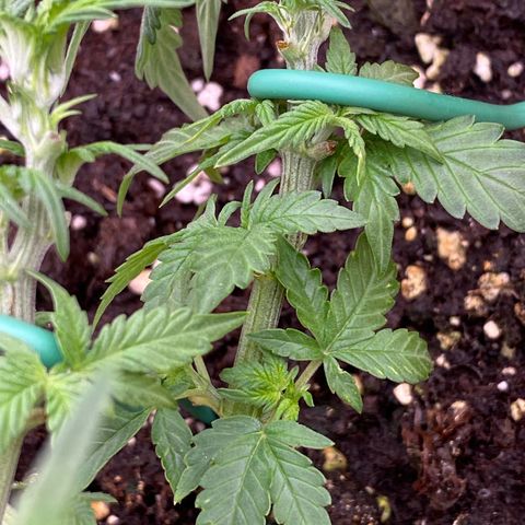 Moby Dick Auto growlog photo: Nach dem LST und schneiden 