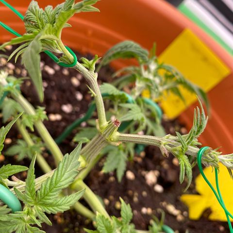 Moby Dick Auto growlog photo: Nach dem LST und schneiden 