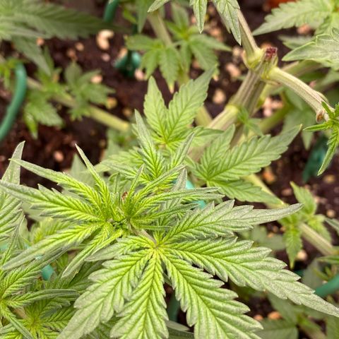 Moby Dick Auto growlog timeline photo