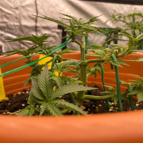 Moby Dick Auto growlog timeline photo