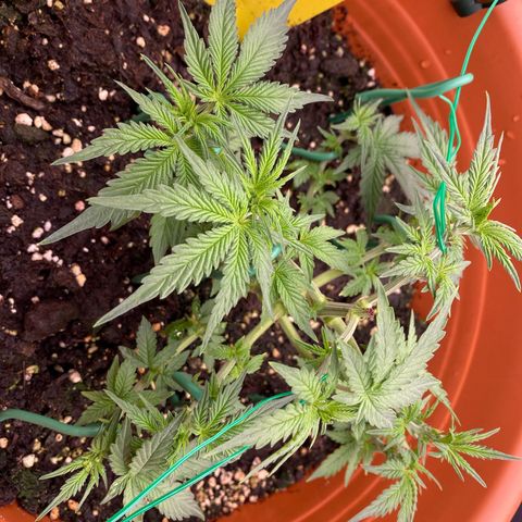 Moby Dick Auto growlog timeline photo