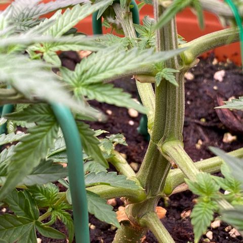Moby Dick Auto growlog timeline photo