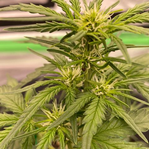 Glue Gelato Auto growlog timeline photo