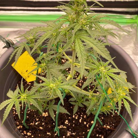 Glue Gelato Auto growlog timeline photo