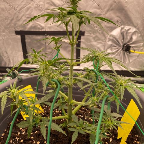 Glue Gelato Auto growlog timeline photo