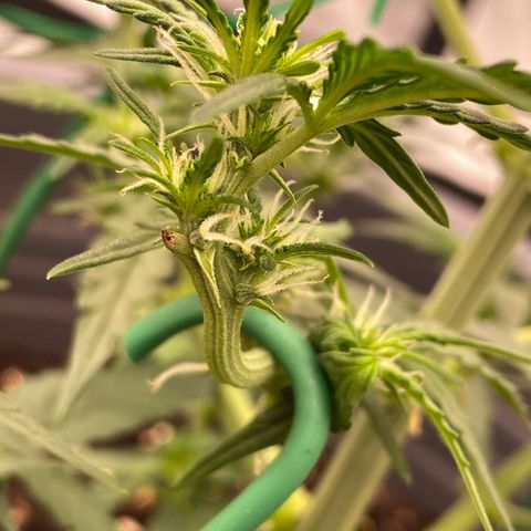 Glue Gelato Auto growlog timeline photo
