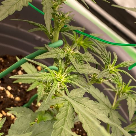 Glue Gelato Auto growlog timeline photo