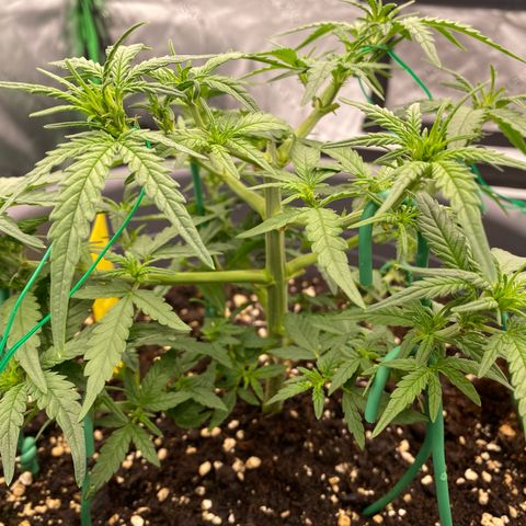 Mimosa x Orange Punch Auto growlog timeline photo