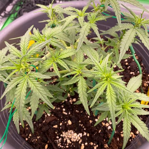 Mimosa x Orange Punch Auto growlog timeline photo