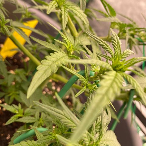 Mimosa x Orange Punch Auto growlog timeline photo