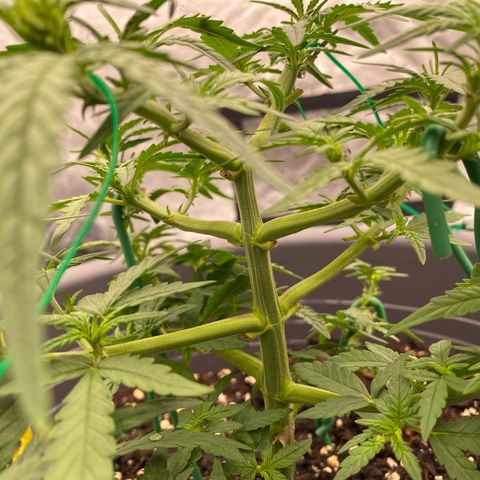 Mimosa x Orange Punch Auto growlog timeline photo